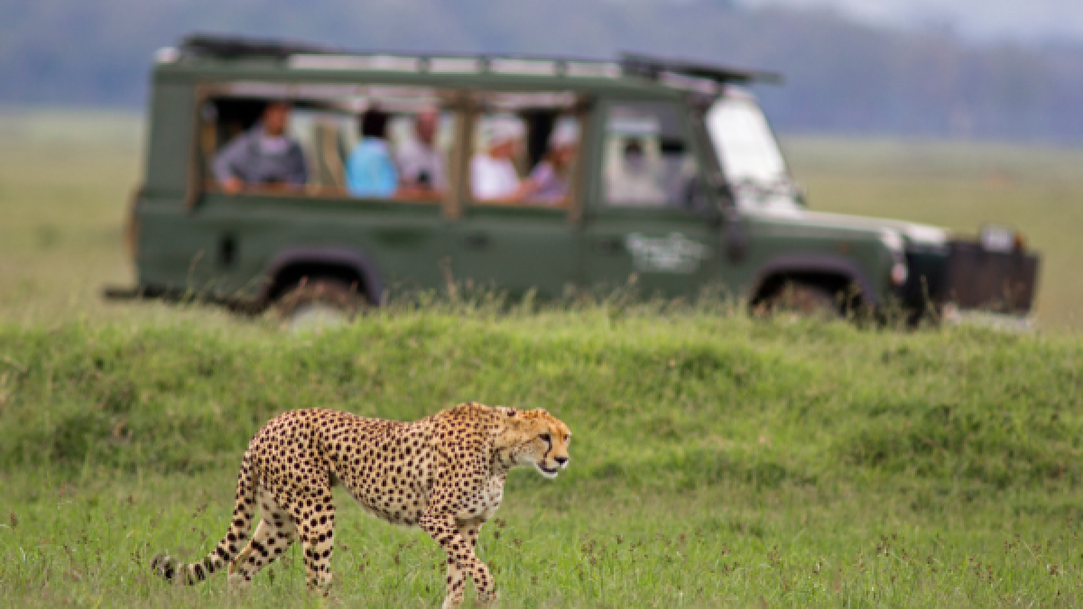 Planeje um safari para casal: 5 parques menos visitados da África